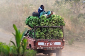 Culture banane Cameroun